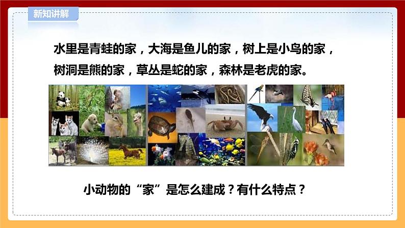 【青岛版六三制】四下科学 5.16《动物的家》(课件+教案+练习)06
