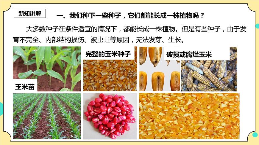 1.2《種植鳳仙花》課件 教科版（2017）四年級科學下冊第4頁