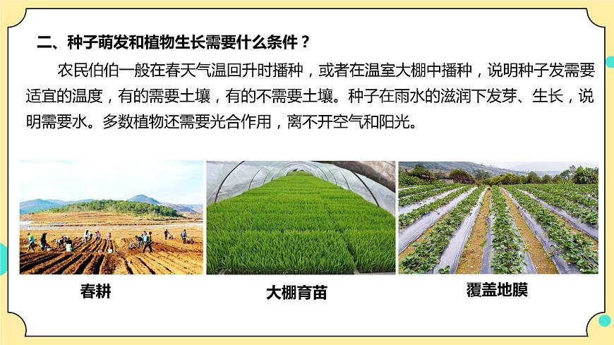 1.2《種植鳳仙花》課件 教科版（2017）四年級科學下冊第5頁