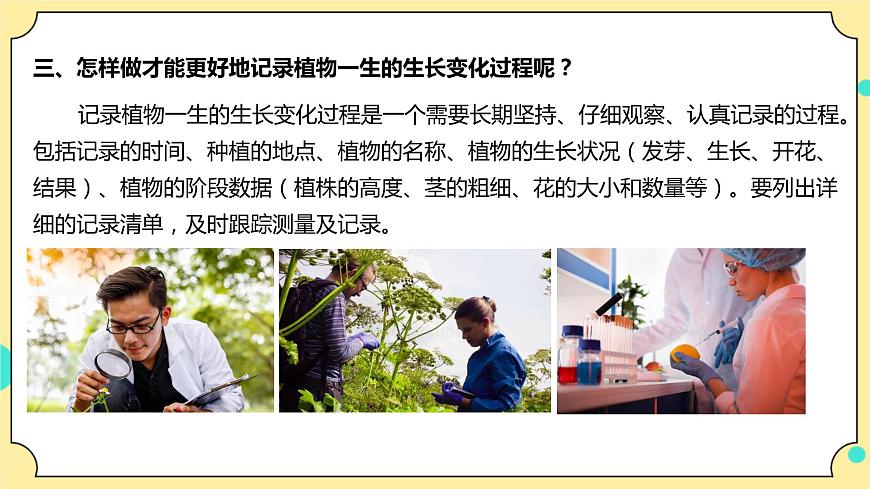 1.2《種植鳳仙花》課件 教科版（2017）四年級科學下冊第6頁