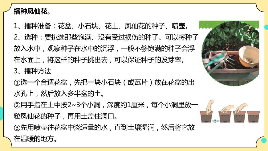 1.2《種植鳳仙花》課件 教科版（2017）四年級科學下冊第7頁