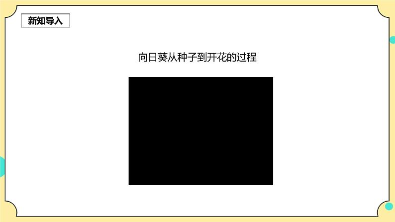1.4《茎和叶》课件 教科版(2017)四年级科学下册第3页