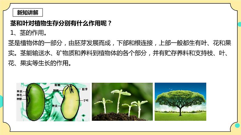1.4《茎和叶》课件 教科版(2017)四年级科学下册第4页