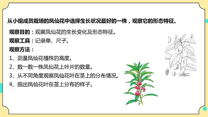 1.4《茎和叶》课件 教科版(2017)四年级科学下册第6页