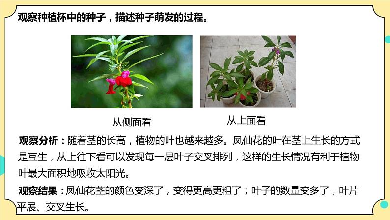 1.4《茎和叶》课件 教科版(2017)四年级科学下册第8页