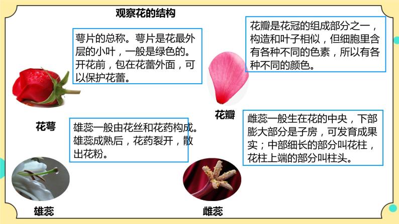 1.5《凤仙花开花了》课件+教案+试题（含解析）+素材 教科版（2017）四年级科学下册07