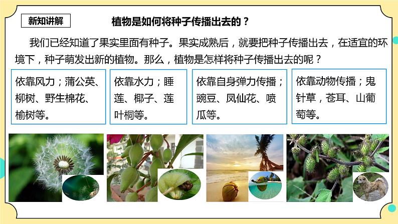 1.7《种子的传播》课件 教科版(2017)四年级科学下册第4页