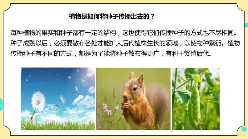 1.7《种子的传播》课件 教科版(2017)四年级科学下册第5页