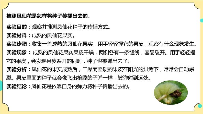 1.7《种子的传播》课件 教科版(2017)四年级科学下册第6页