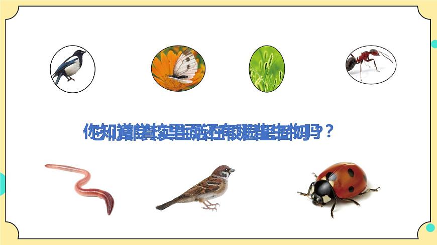 2.1《校園生物大搜索》課件 教科版六年級科學(xué)下冊第8頁