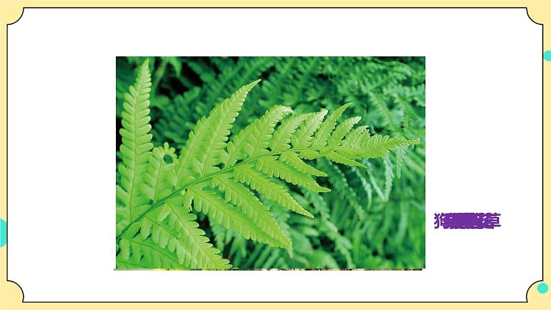 2.3《形形色色的植物》课件 教科版六年级科学下册第4页