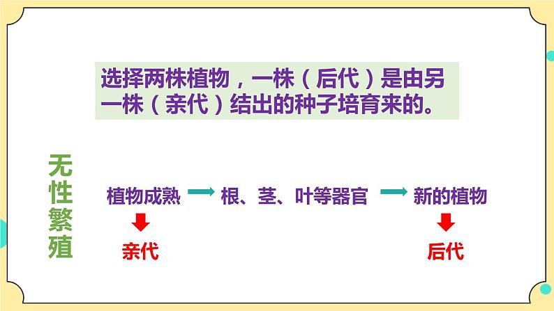2.3《形形色色的植物》课件 教科版六年级科学下册第8页