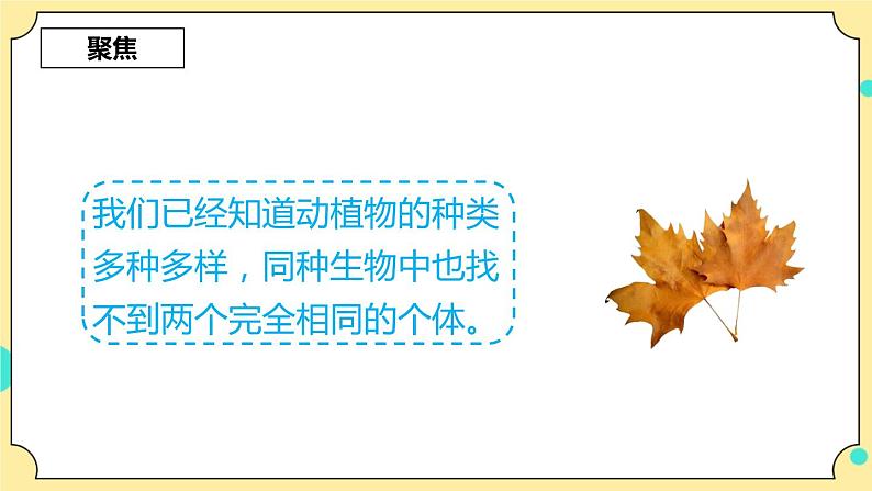 2.5《相貌各异的我们》课件 教科版六年级科学下册第4页