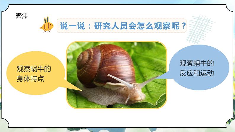 2.3《观察一种动物》课件+素材 教科版一年级科学下册(送教案练习)04