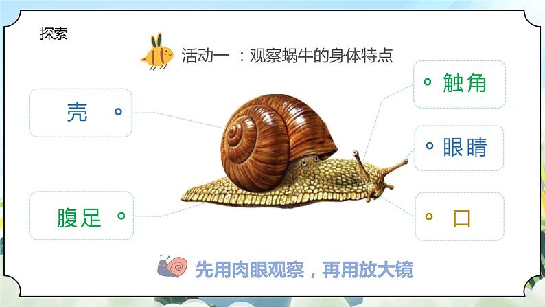 2.3《观察一种动物》课件+素材 教科版一年级科学下册(送教案练习)05