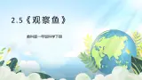 2.5《观察鱼》课件+素材 教科版一年级科学下册（送教案练习）