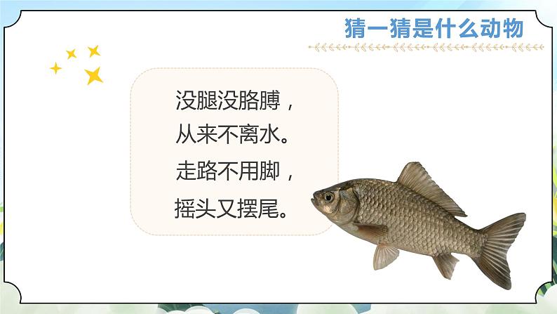 2.5《观察鱼》课件+素材 教科版一年级科学下册(送教案练习)03