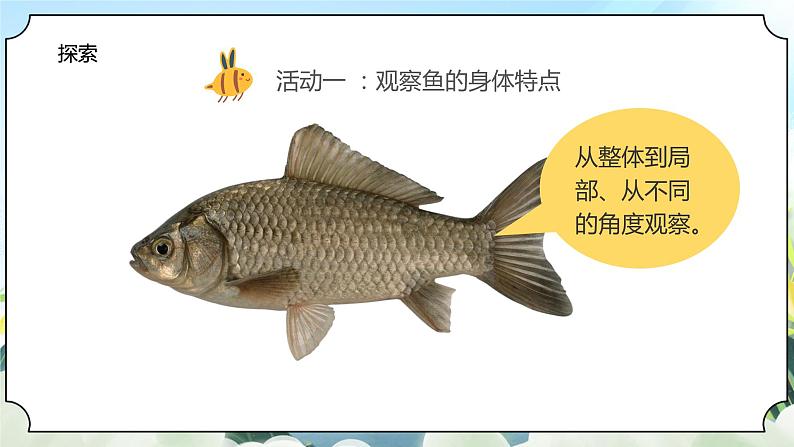 2.5《观察鱼》课件+素材 教科版一年级科学下册(送教案练习)05