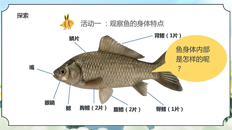 2.5《观察鱼》课件+素材 教科版一年级科学下册(送教案练习)07
