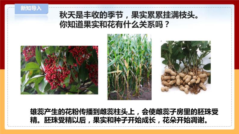 【青岛版六三制】三下科学 4.12《植物的果实》（课件+教案+练习）02