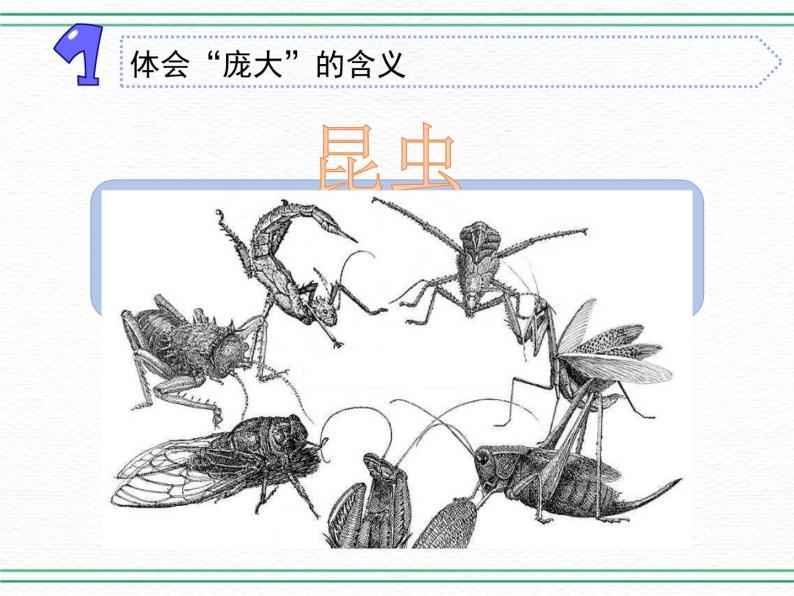 9.庞大的家族 课件+课件练习+素材03