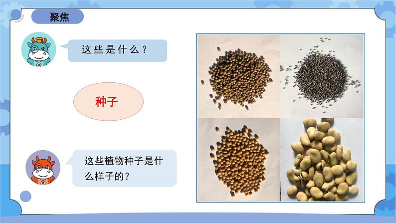 1.1《种子里孕育着新生命》(课件+素材 )-教科版(2017秋)  四年级下册科学02