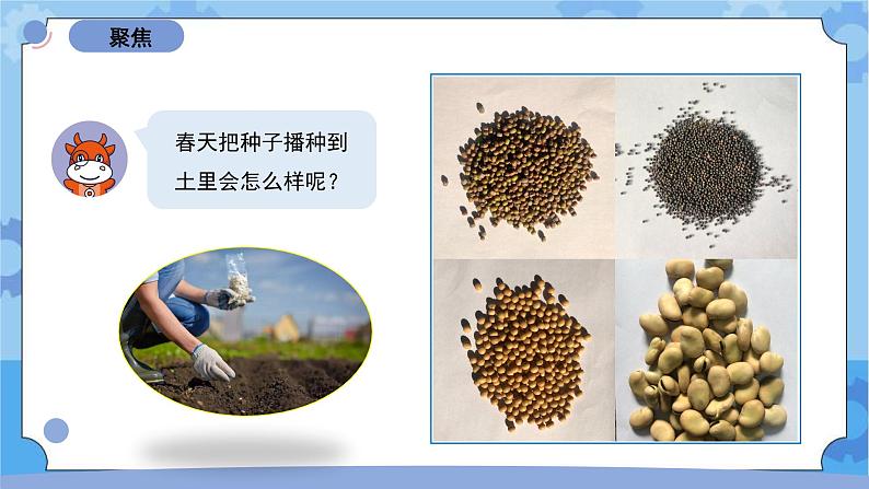 1.1《种子里孕育着新生命》(课件+素材 )-教科版(2017秋)  四年级下册科学03