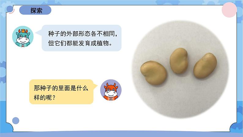 1.1《种子里孕育着新生命》(课件+素材 )-教科版(2017秋)  四年级下册科学04