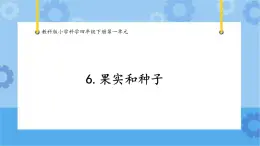 1.6果实和种子（课件）-教科版（2017秋）  四年级下册科学