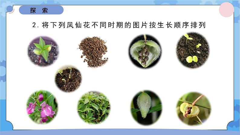 1.8凤仙花的一生课件 -教科版(2017秋) 四年级下册科学04