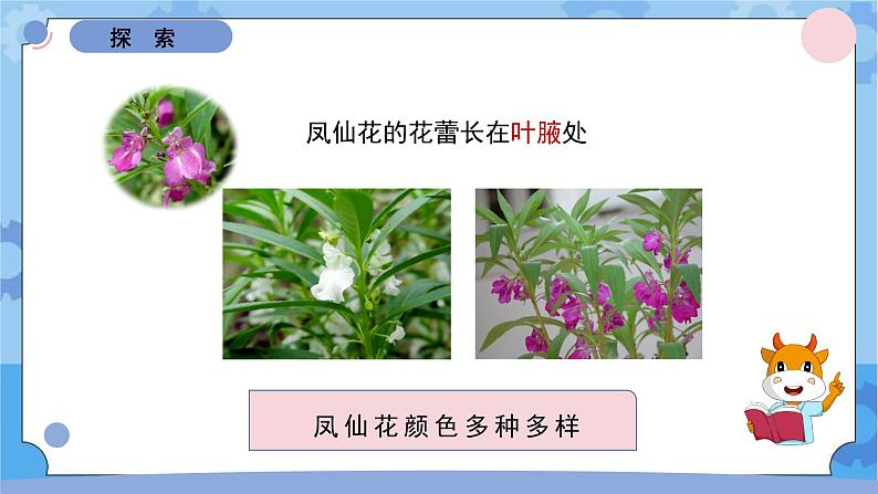 1.8凤仙花的一生课件 -教科版(2017秋) 四年级下册科学07