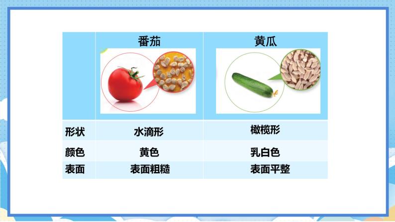 苏教版三年级下册科学 1.1 种子发芽了（课件）03