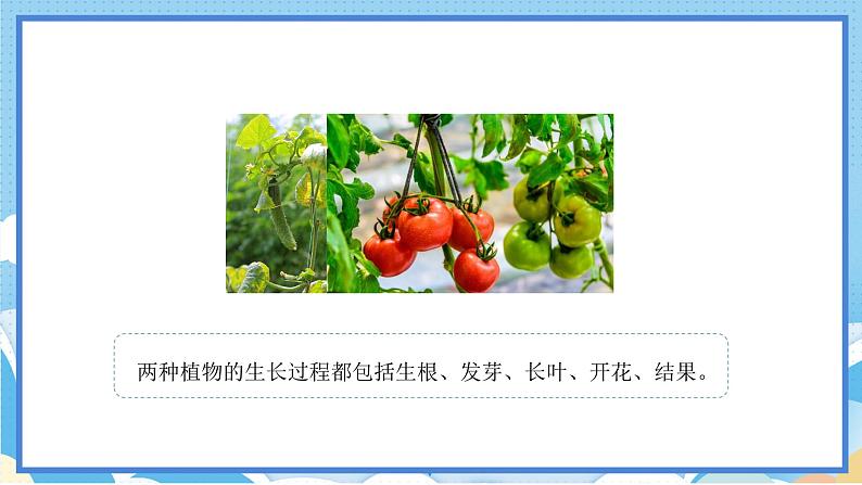 苏教版三年级下册科学 1.4 植物结果了(课件)第5页