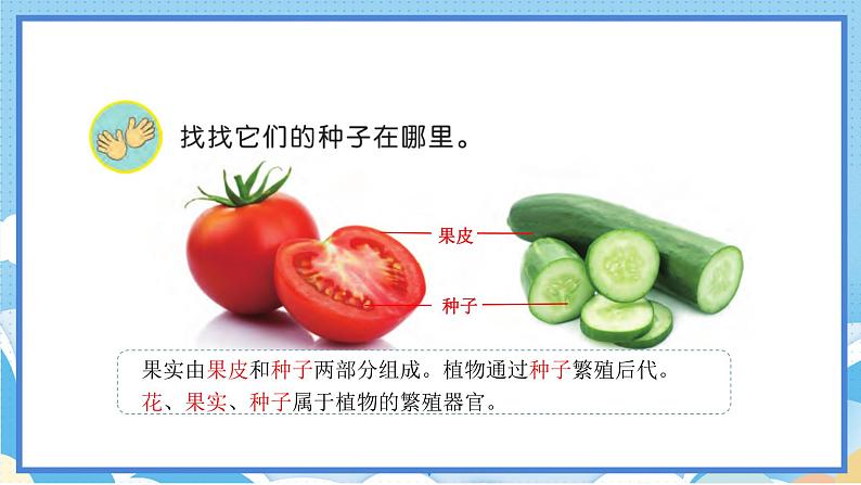 苏教版三年级下册科学 1.4 植物结果了(课件)第6页