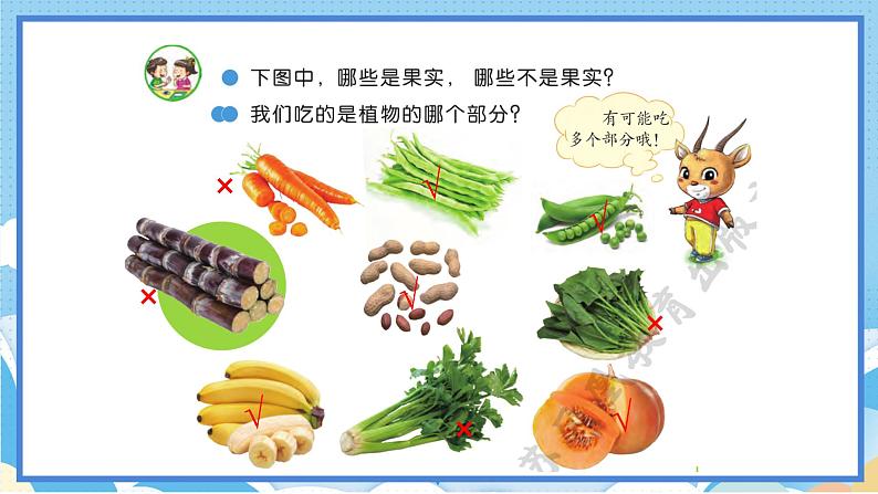 苏教版三年级下册科学 1.4 植物结果了(课件)第7页