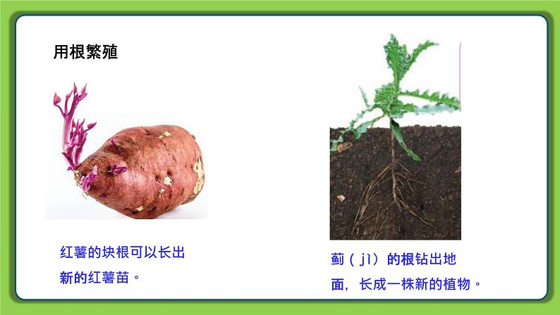 4.13 用根、茎、叶繁殖(课件)四年级下册科学 苏教版第3页