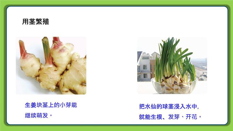 4.13 用根、茎、叶繁殖(课件)四年级下册科学 苏教版第4页