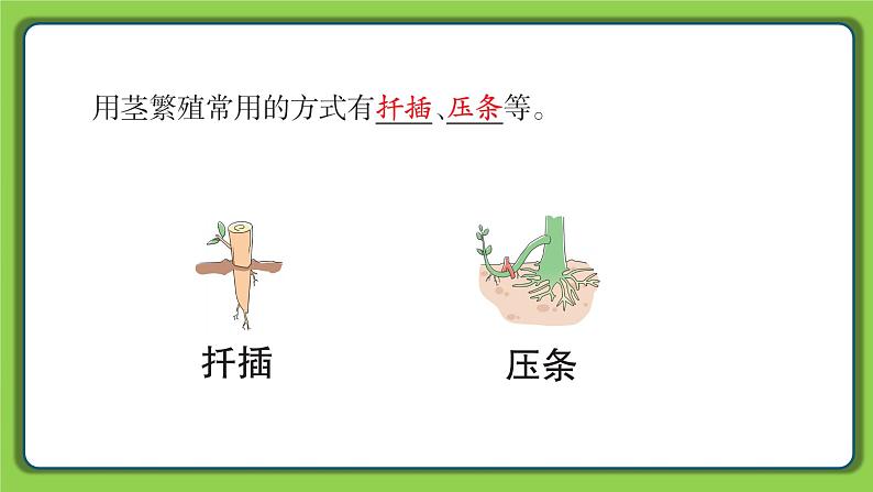 4.13 用根、茎、叶繁殖(课件)四年级下册科学 苏教版第5页