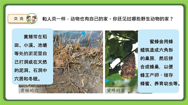 5.16 动物的庇护所(课件)四年级下册科学 苏教版04