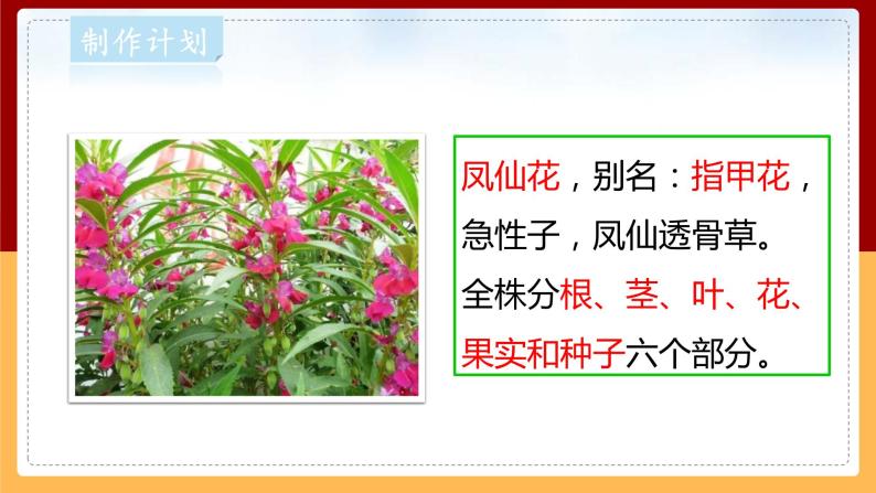 【大象版】一下科学  2.3 阳光和凤仙花 （课件+教案）04