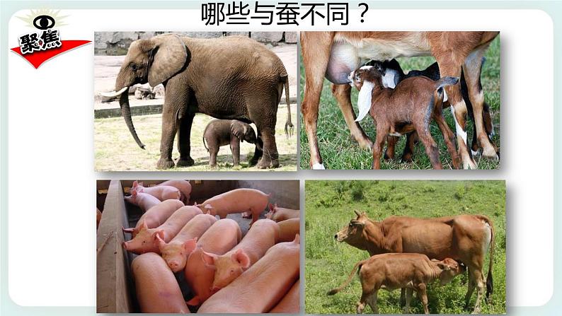 2.7动物的繁殖 课件第3页