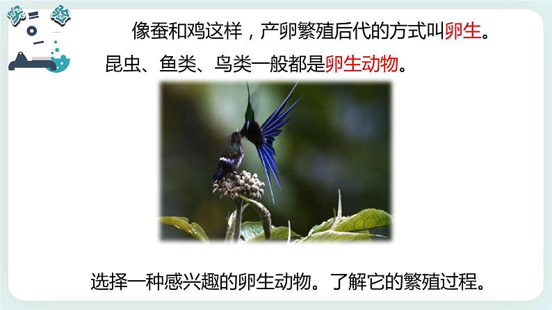 2.7动物的繁殖 课件第5页