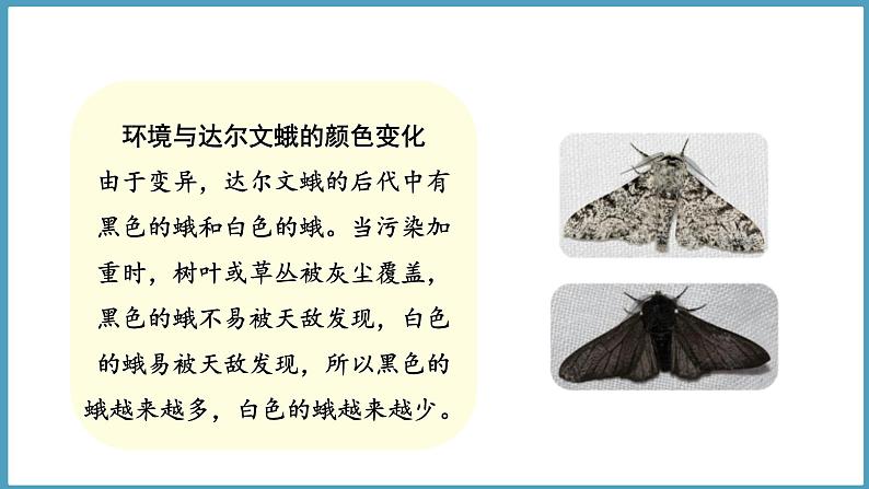 1.3 环境变化与动物行为(课件)六年级科学下册大象版(2017)07