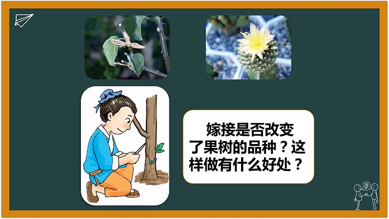 湘科版科学(2017)六年级下册1.3《找遗传规律,育良种》课件03