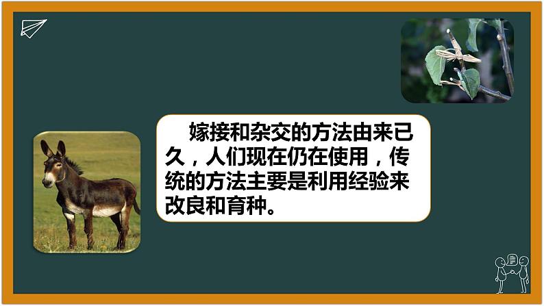 湘科版科学(2017)六年级下册1.3《找遗传规律,育良种》课件06