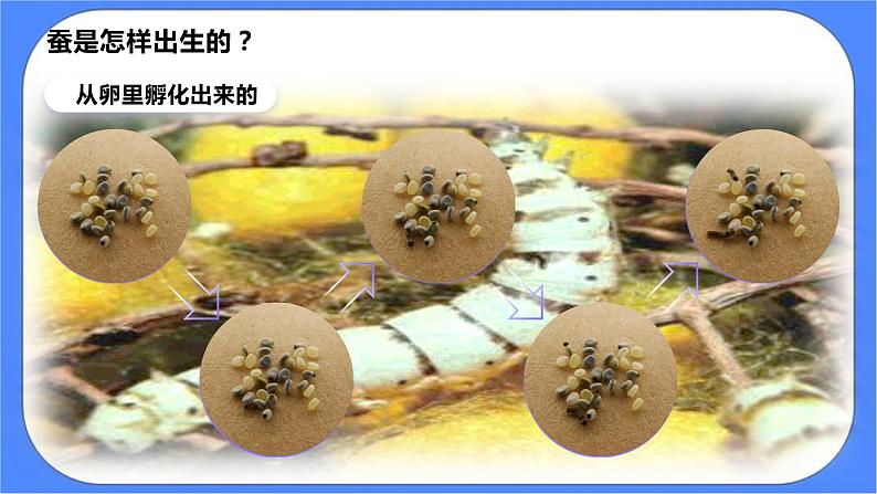 2.7《动物的繁殖》课件 教科版三下科学第4页