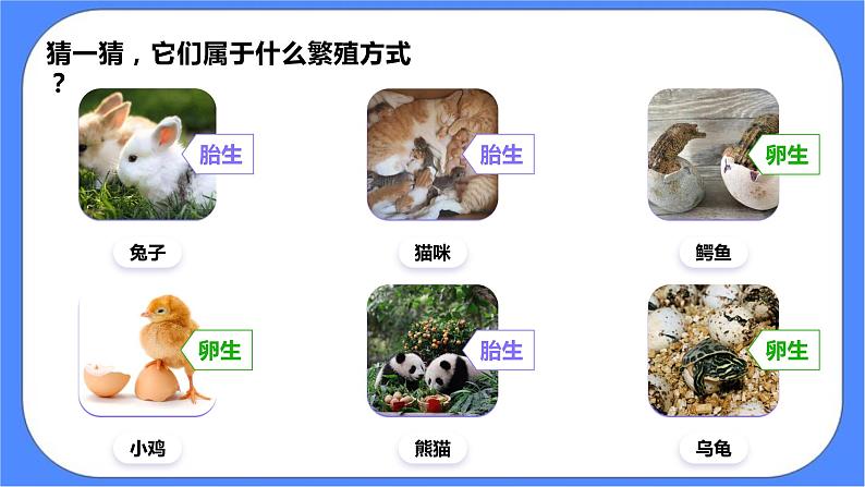 2.7《动物的繁殖》课件 教科版三下科学第5页