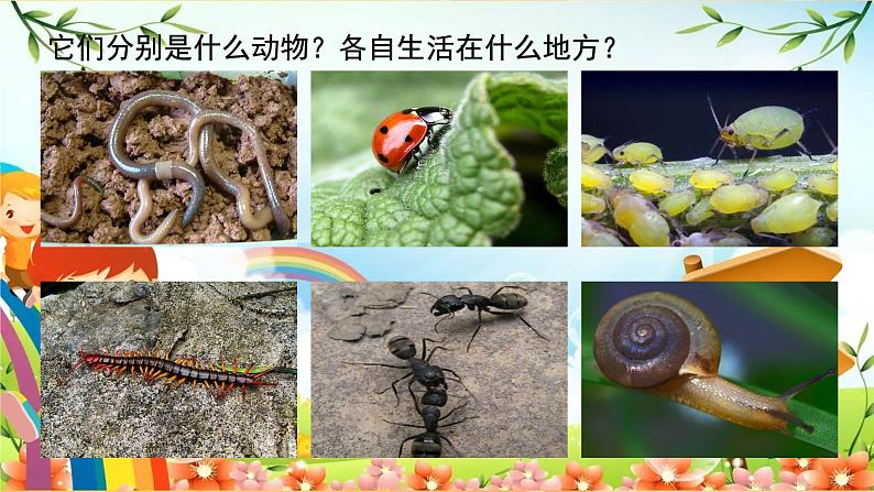 教科版小学科学六年级下册 第2课时 制作校园生物分布图 课件第5页