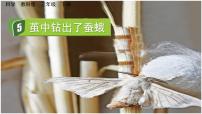 小学科学教科版 (2017)三年级下册5.茧中钻出了蚕蛾完整版课件ppt