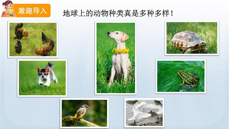 教科版科学三年级下册 2.7 动物的繁殖 课件+视频06
